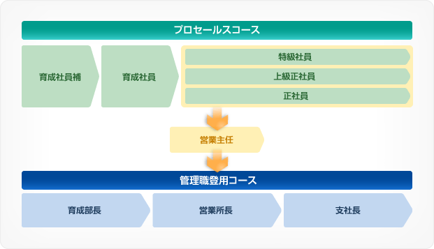 プロセールスコースでは、まず育成社員補から養成社員へキャリアアップし、次に特級社員、上級正社員、正社員などへアップします。さらにその後営業主任を経ると、管理職登用コースとして育成支部長から営業所長、最後に支社長へとアップします。